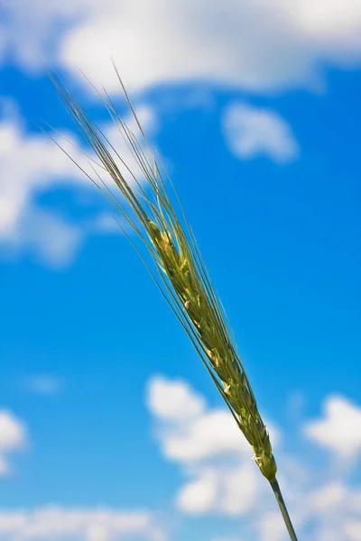 Ripping wheat ear and cloudy sky — Stock Photo, Image
