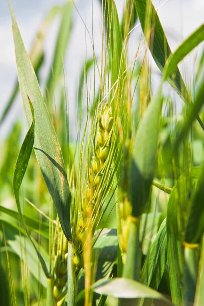 夏の日での小麦の穂の取り込み — ストック写真