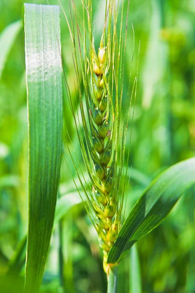 夏の日に小麦の耳をリッピング — ストック写真