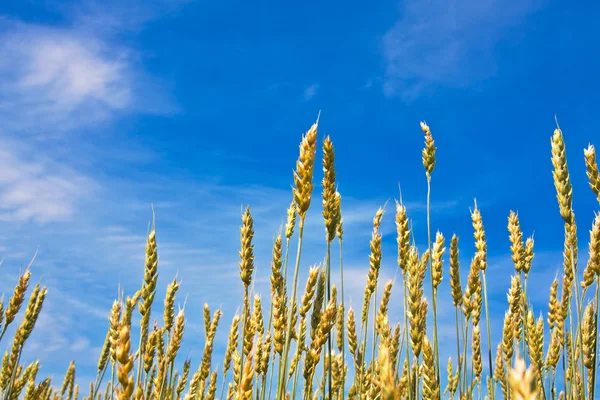 Ripping wheat ears and cloudy sky — Stock Photo, Image