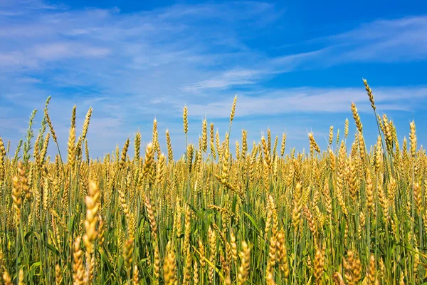 Rasgando espigas de trigo — Foto de Stock