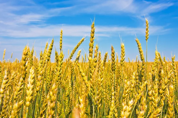 Ripping wheat ears — Stock Photo, Image