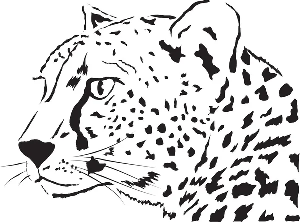 Leopardo — Archivo Imágenes Vectoriales