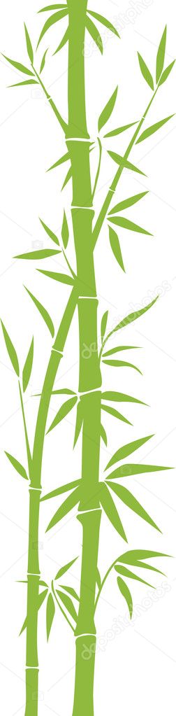 Bambusz Rajz