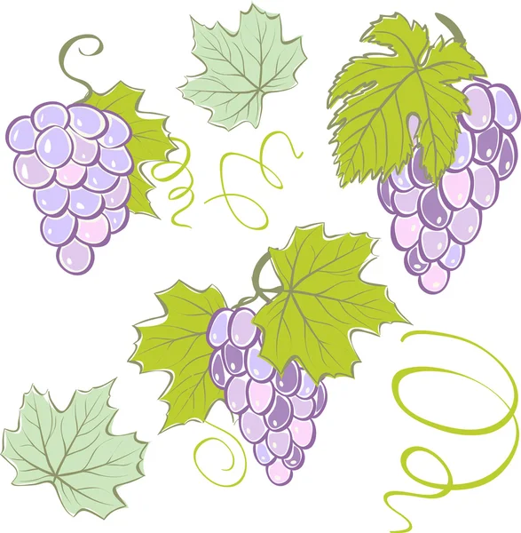 Creatieve druiven set elementen. vectorillustratie — Stockvector