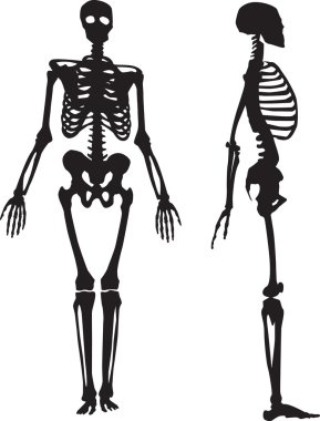 Silhouette of a human skeleton. clipart