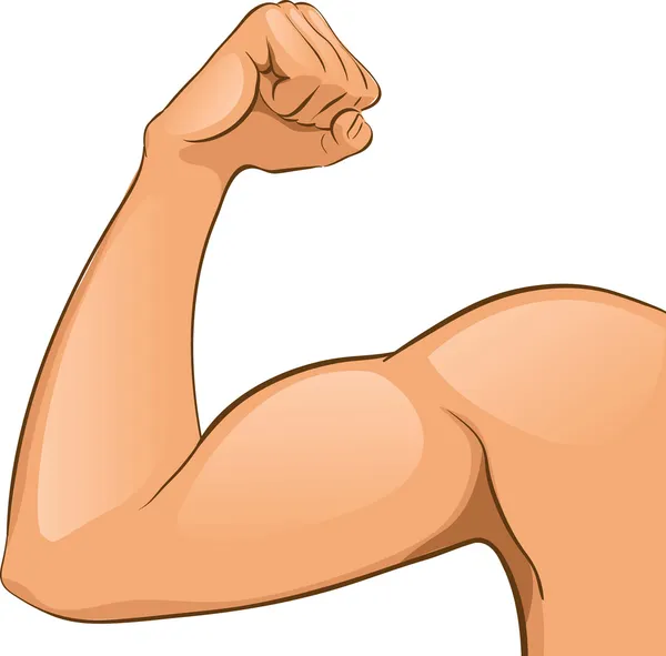 Muscoli del braccio dell'uomo — Vettoriale Stock