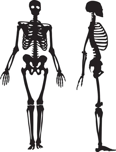 Силуэт человеческого скелета . — стоковый вектор