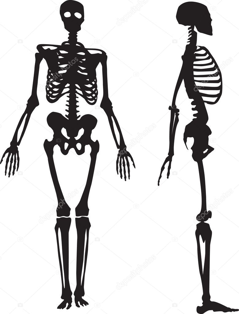 Silhouette of a human skeleton.