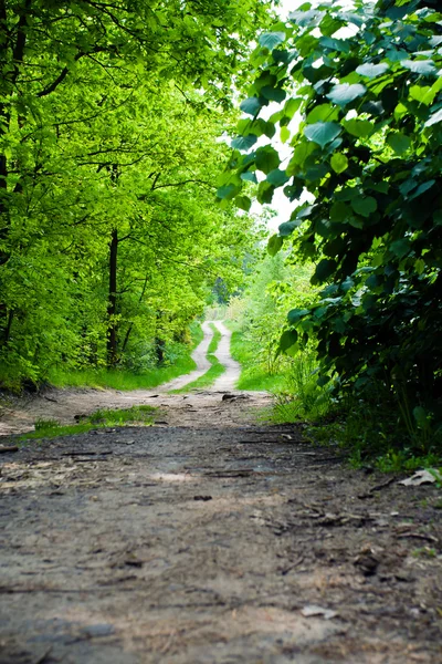 Country road in summer forest — Stock Photo, Image