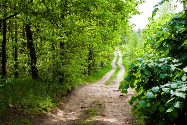 Country road in summer forest — Stock Photo, Image
