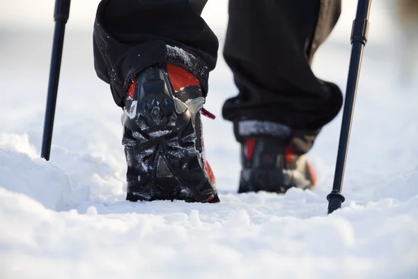 Нордическая ходьба зимой — стоковое фото