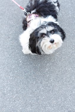 Şehirde köpeği gezdiriyorum.