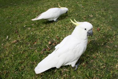 park içinde Cockatoos