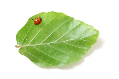 Lady bug clipart