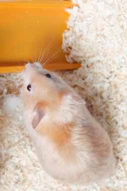 hamster