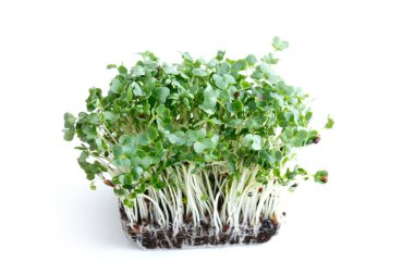 Watercress clipart