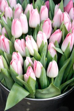 Tulips clipart