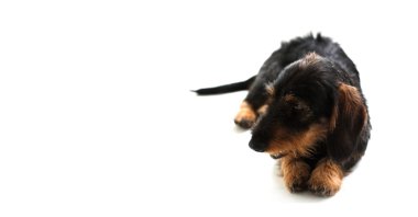 Dachshund