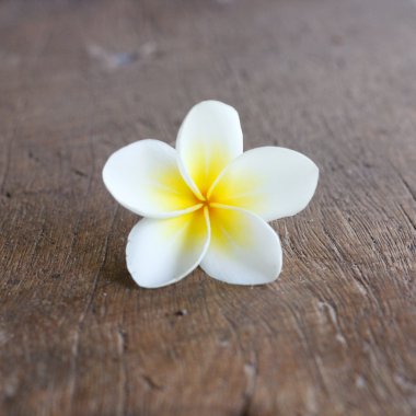 Frangipani çiçek