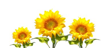 Sunflowers clipart