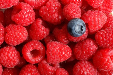 Blueberry on a background of raspberries clipart