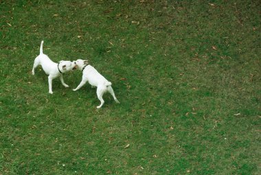 Ruta de aviónTehlikeli Köpekler