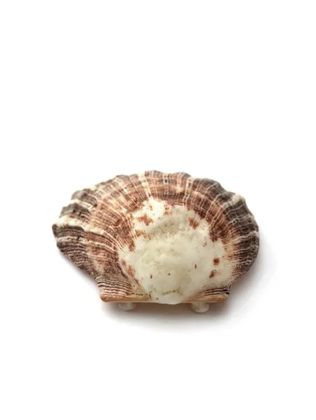 白い背景に孤立した貝殻は — ストック写真