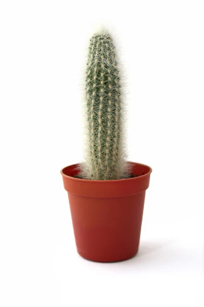 Potted globe cactus isolated over white background — Stock Photo, Image