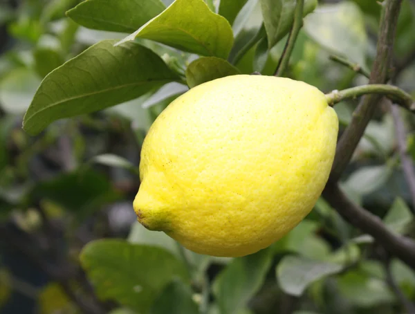 stock image Lemon on the tree