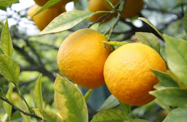 stock image Oranges Hanging on a Fruit Tree Branch