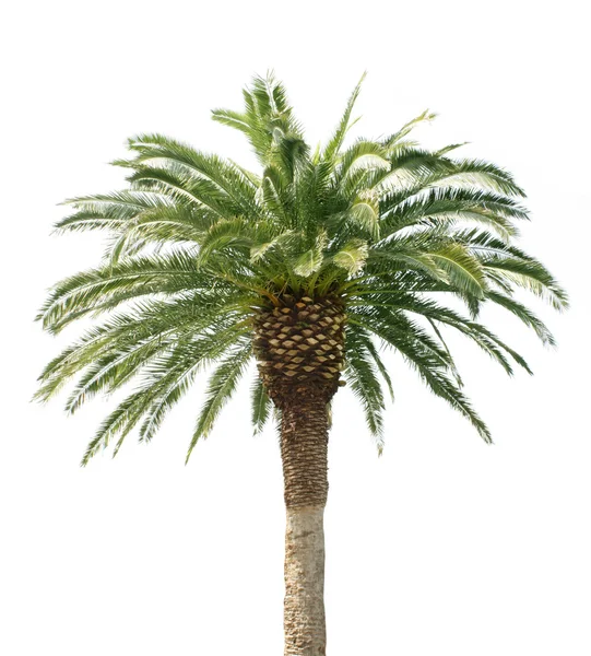 Palm. izole — Stok fotoğraf