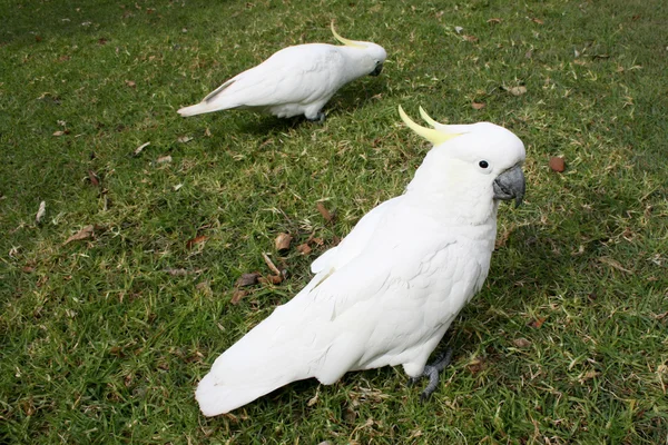 Cockatoos i parken - Stock-foto