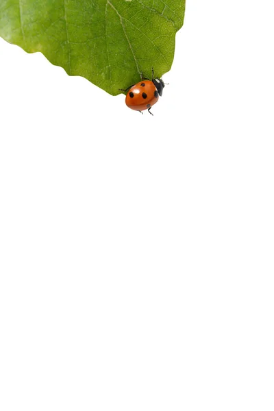 Vrouwe Bug — Stockfoto