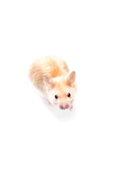 Hamster — Stockfoto