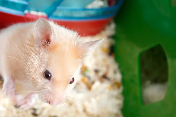 stock image Hamster