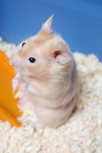 stock image Hamster