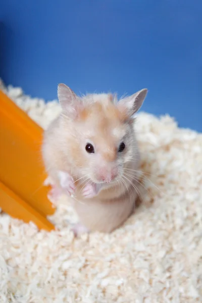Hamster — Stok fotoğraf