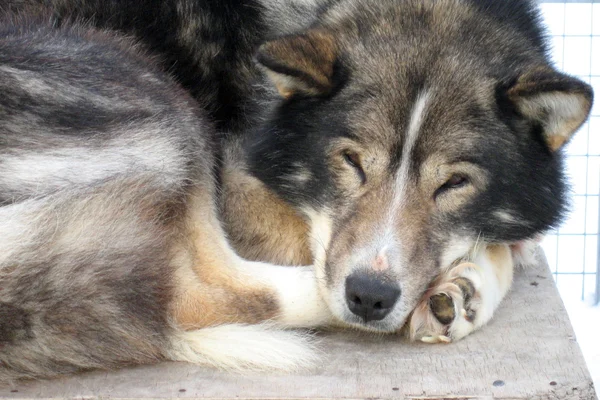 Stock image Sledge dog