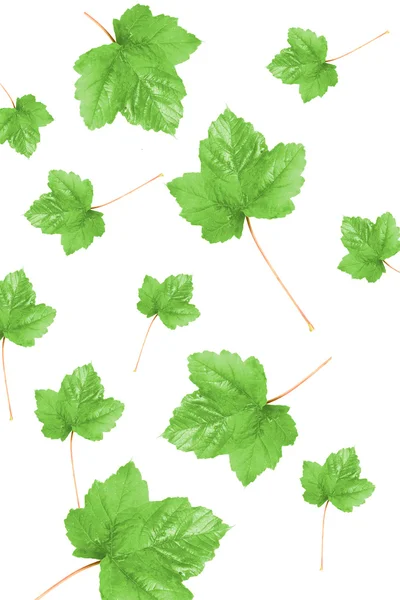 stock image Several leaves