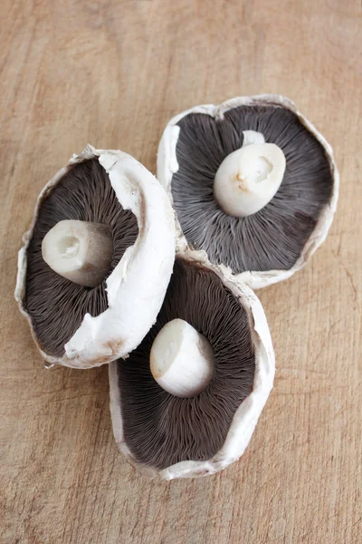 stock image Mushroom