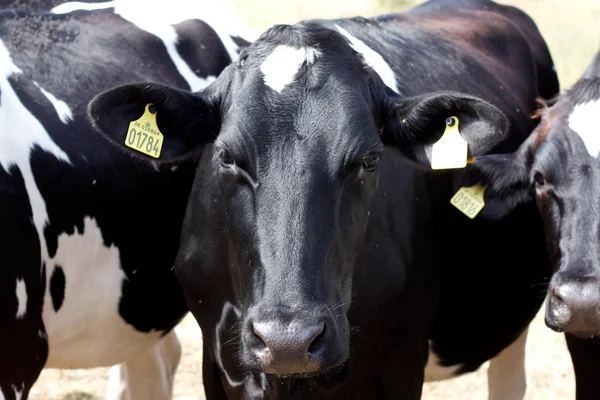 Una vaca mirando a la cámara — Foto de Stock