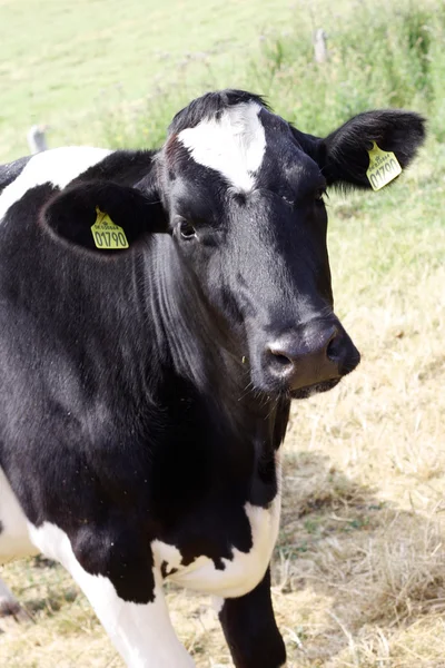 Une vache regardant dans la caméra — Photo