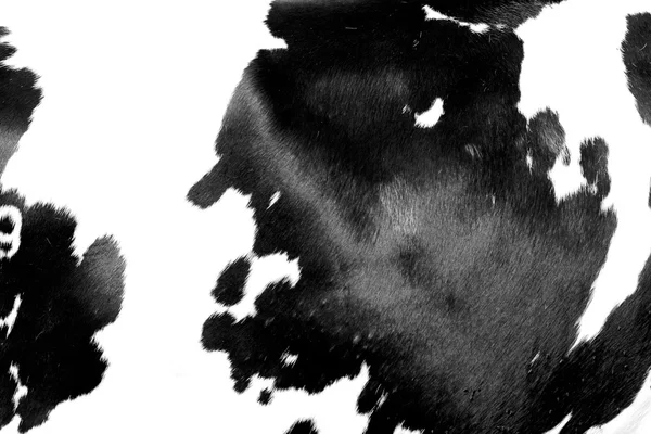 Una imagen de piel de vaca real en blanco y negro —  Fotos de Stock