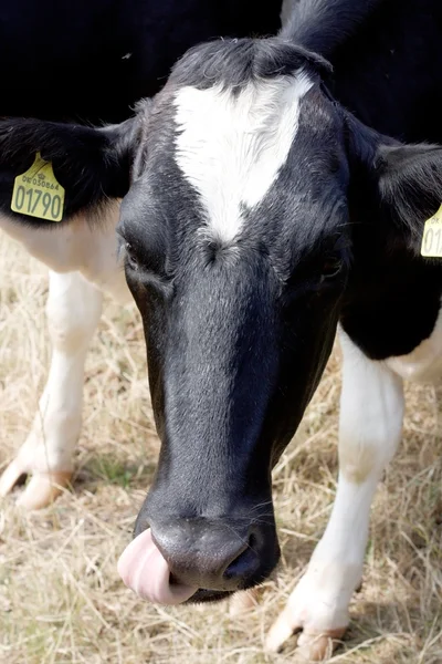 Корова смотрит в камеру — стоковое фото