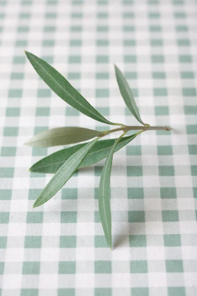 Оливковая веточка — стоковое фото