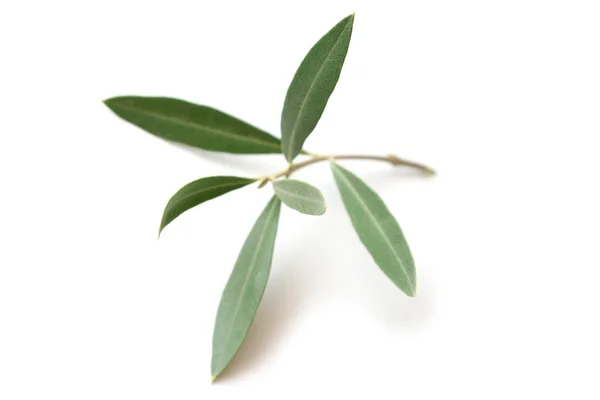 Olive tree twig — Stock Photo, Image
