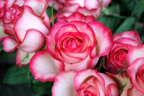 Roses — Stock Photo, Image