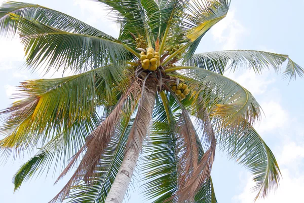 Kokosová palma — Stock fotografie