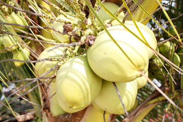 Coconuts — Stock Photo, Image
